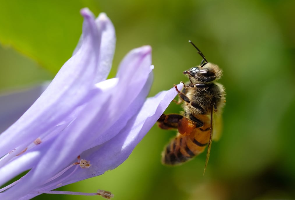 As climate changes, pollen season may become longer and more intense, according to a study.