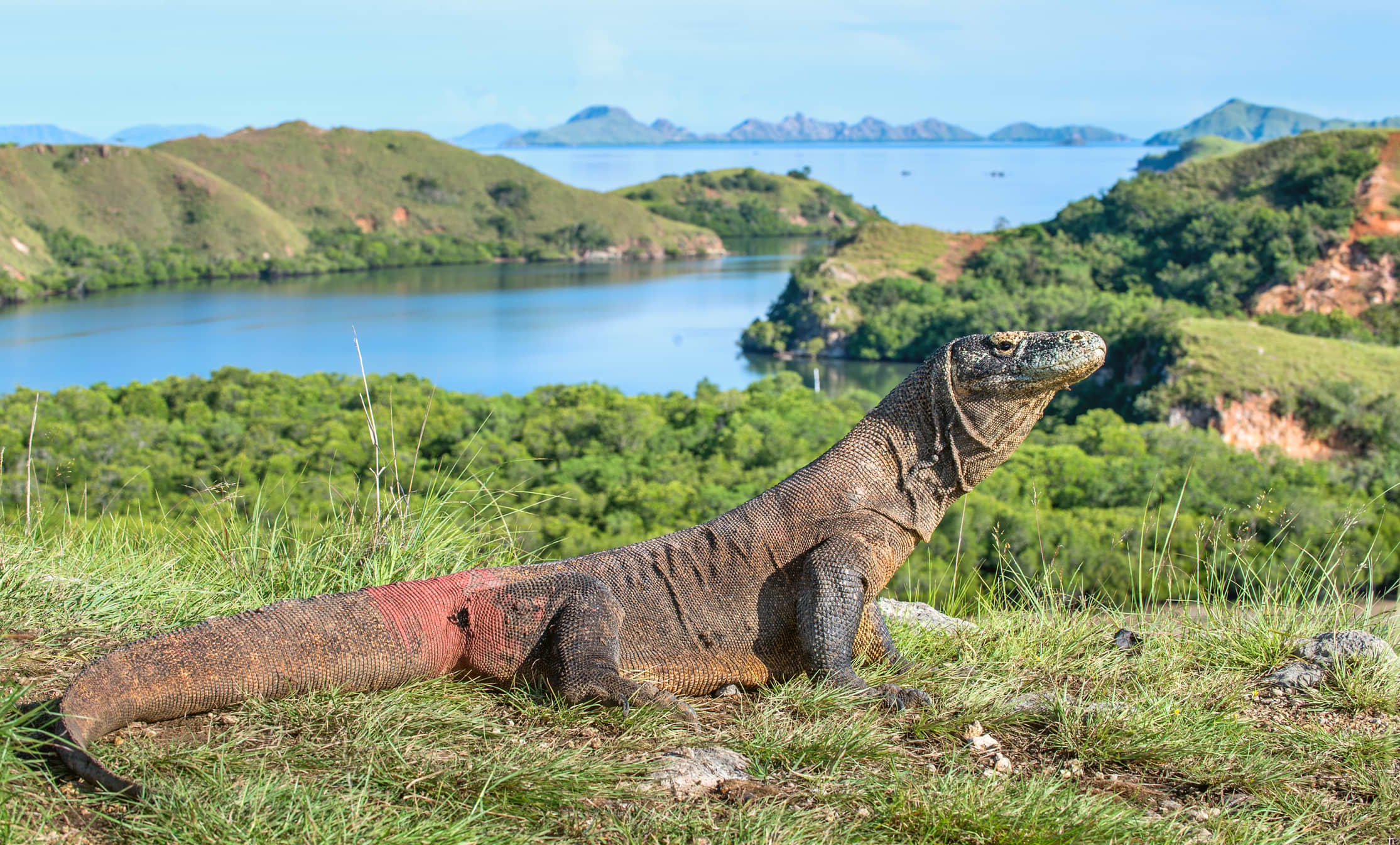 Soon, travelers will be able to fly from Singapore to the entrance of Komodo National Park.