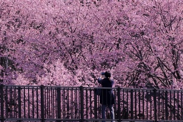 The Bank of Japan is predicted by Goldman Sachs to increase interest rates on Tuesday.