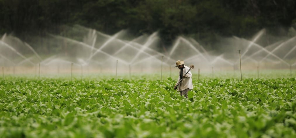 A Thai start-up is developing a Covid vaccine with tobacco leaves.