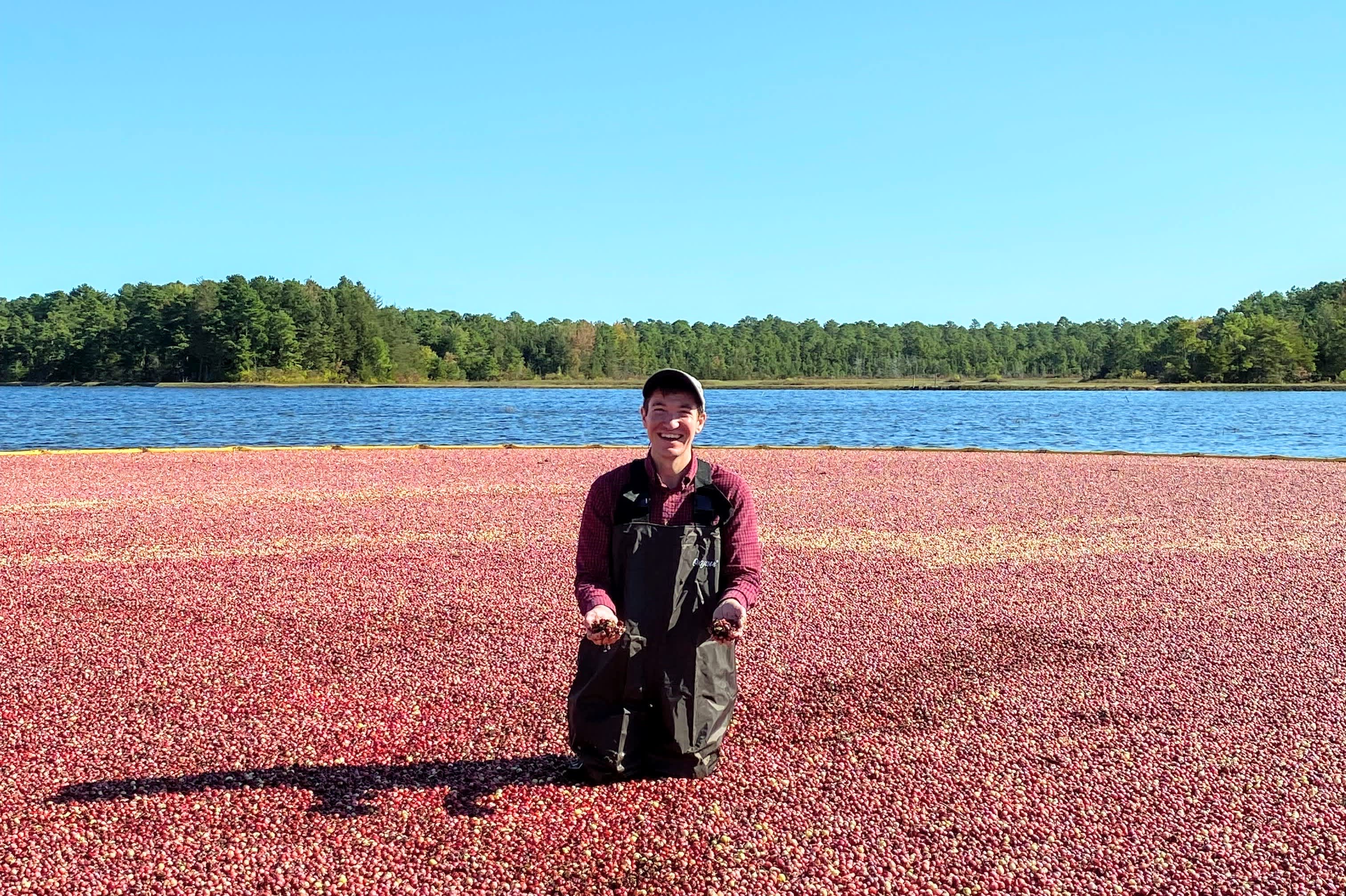 To efficiently keep cranberries on your Thanksgiving table, scientists employ AI for 'scale-up' and 'huge time savings'.