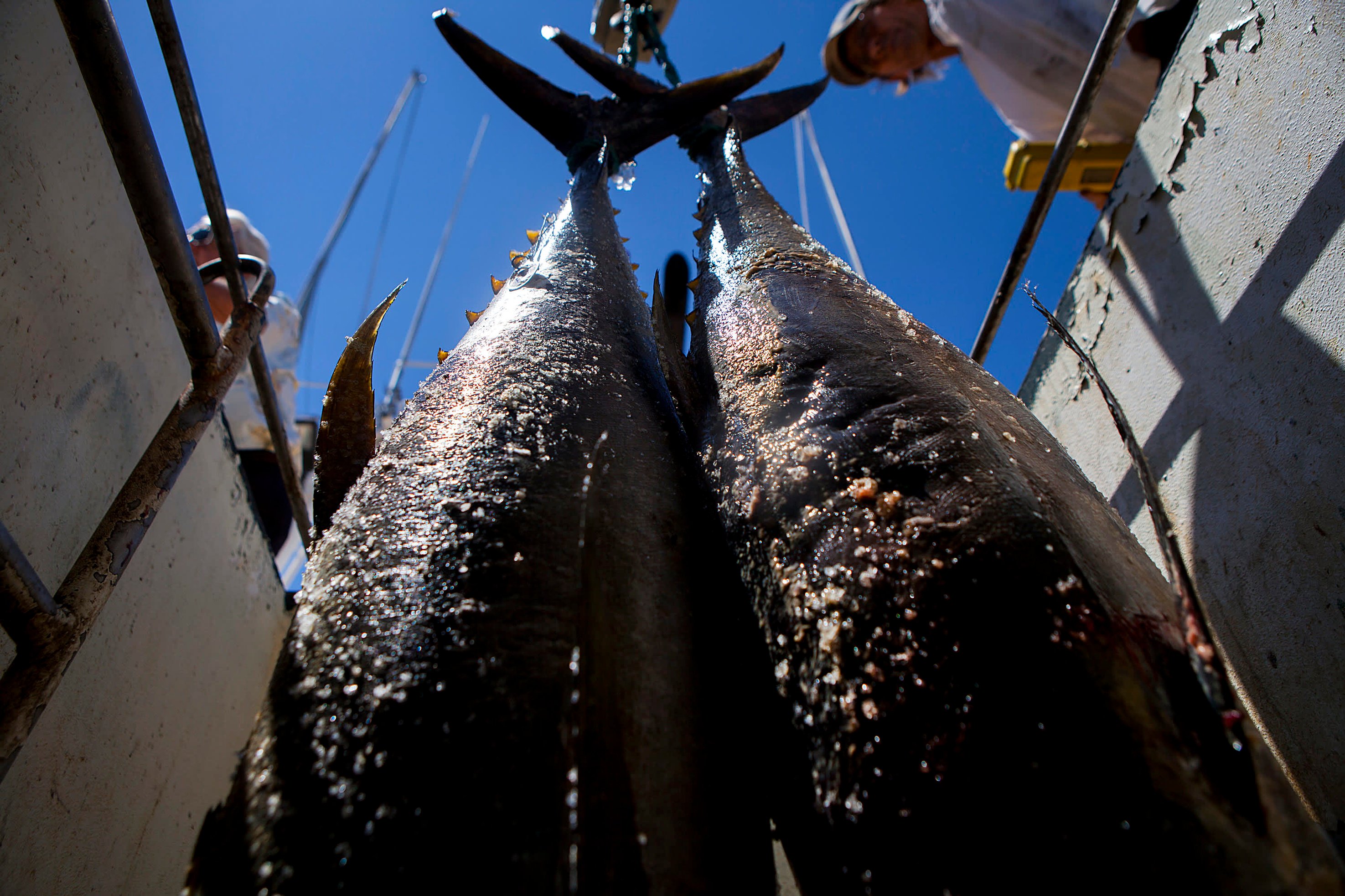 The canned tuna industry, worth $40 billion, is facing existential threats.