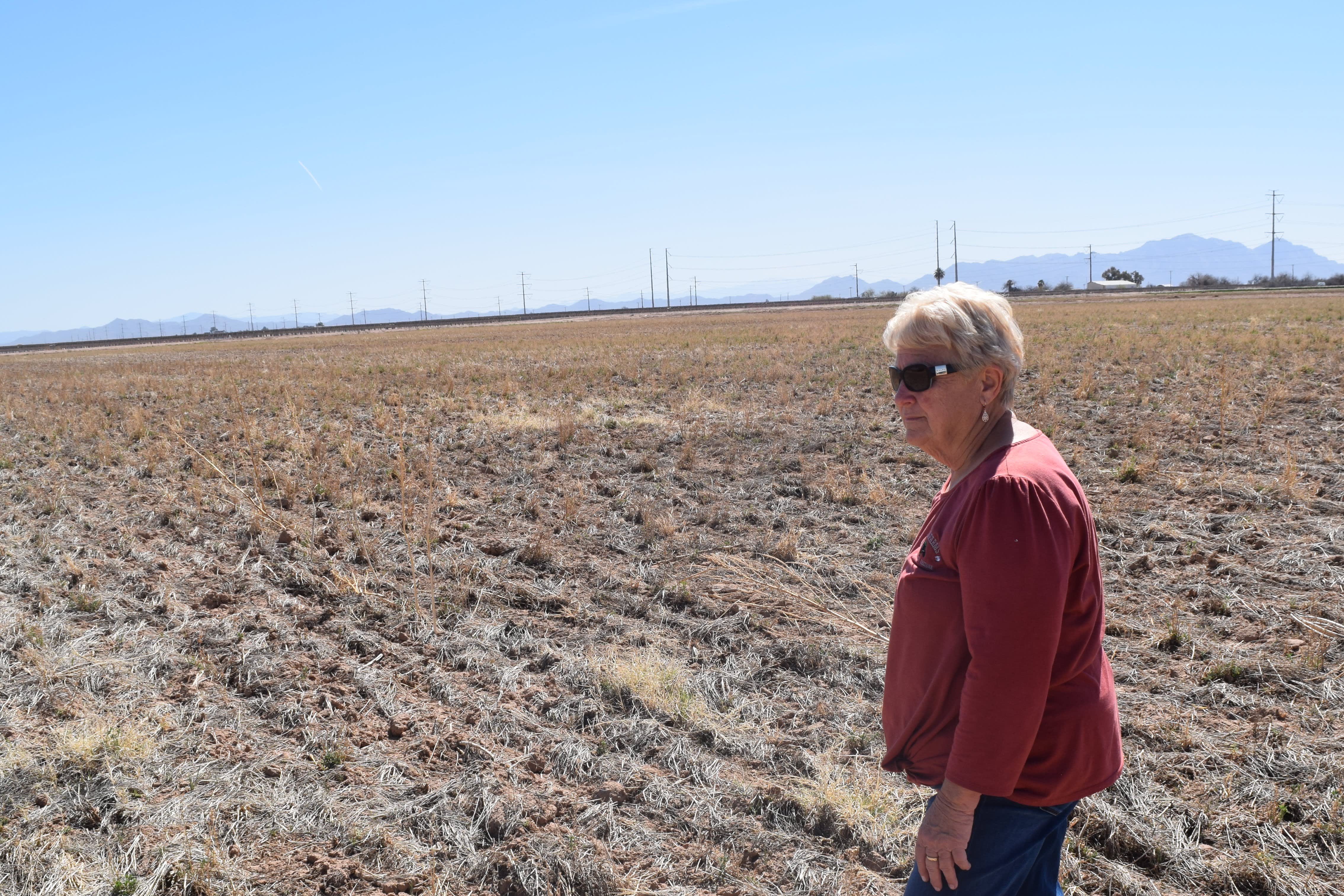 Water cuts in the West are leaving Arizona farmers with empty canals and dead cotton fields.