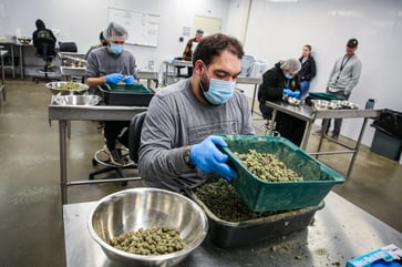 Recent weeks have seen a resurgence of double-digit gains for cannabis ETFs, with managers sharing their insights.