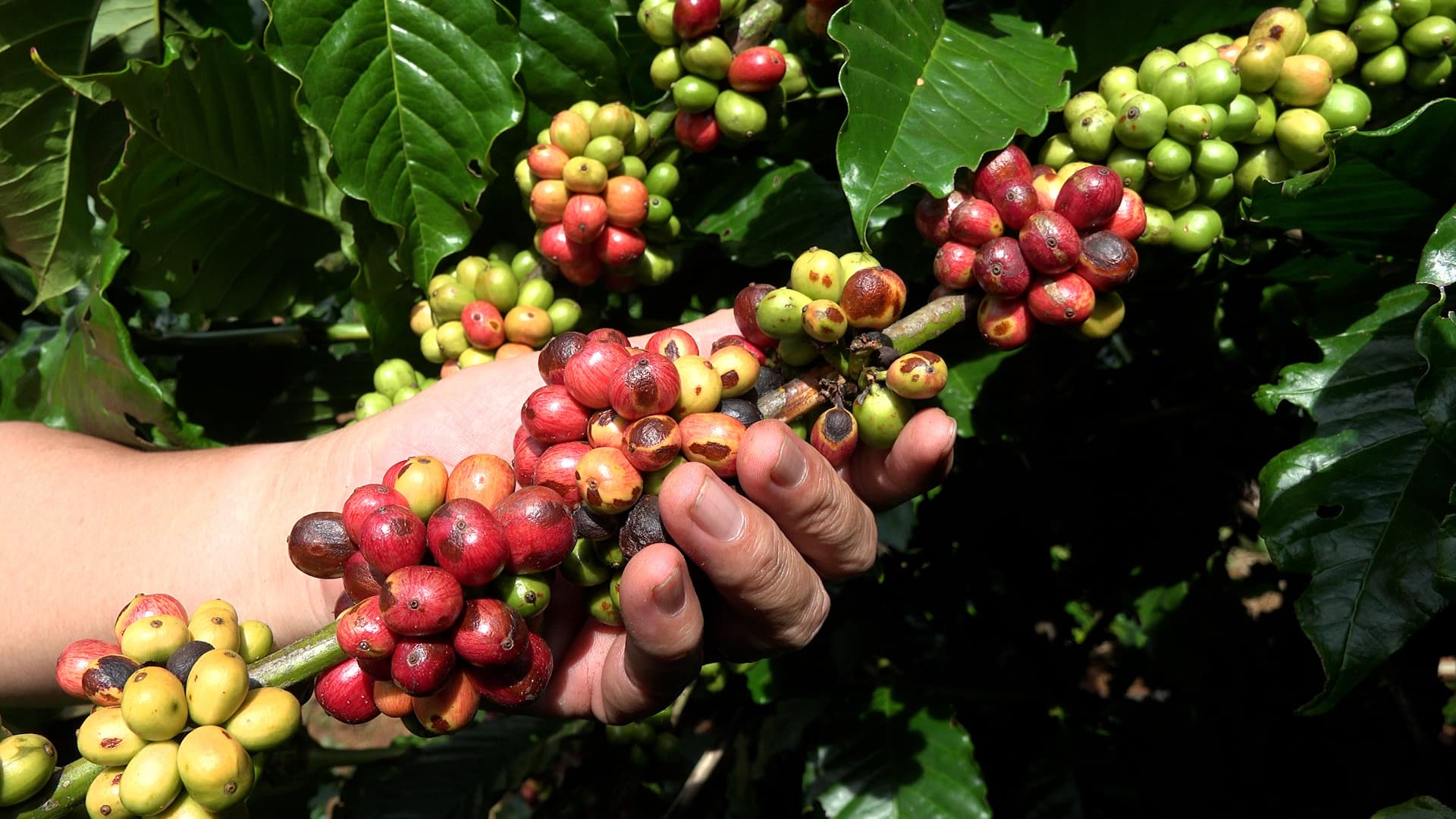 The process of manufacturing Nescafé instant coffee