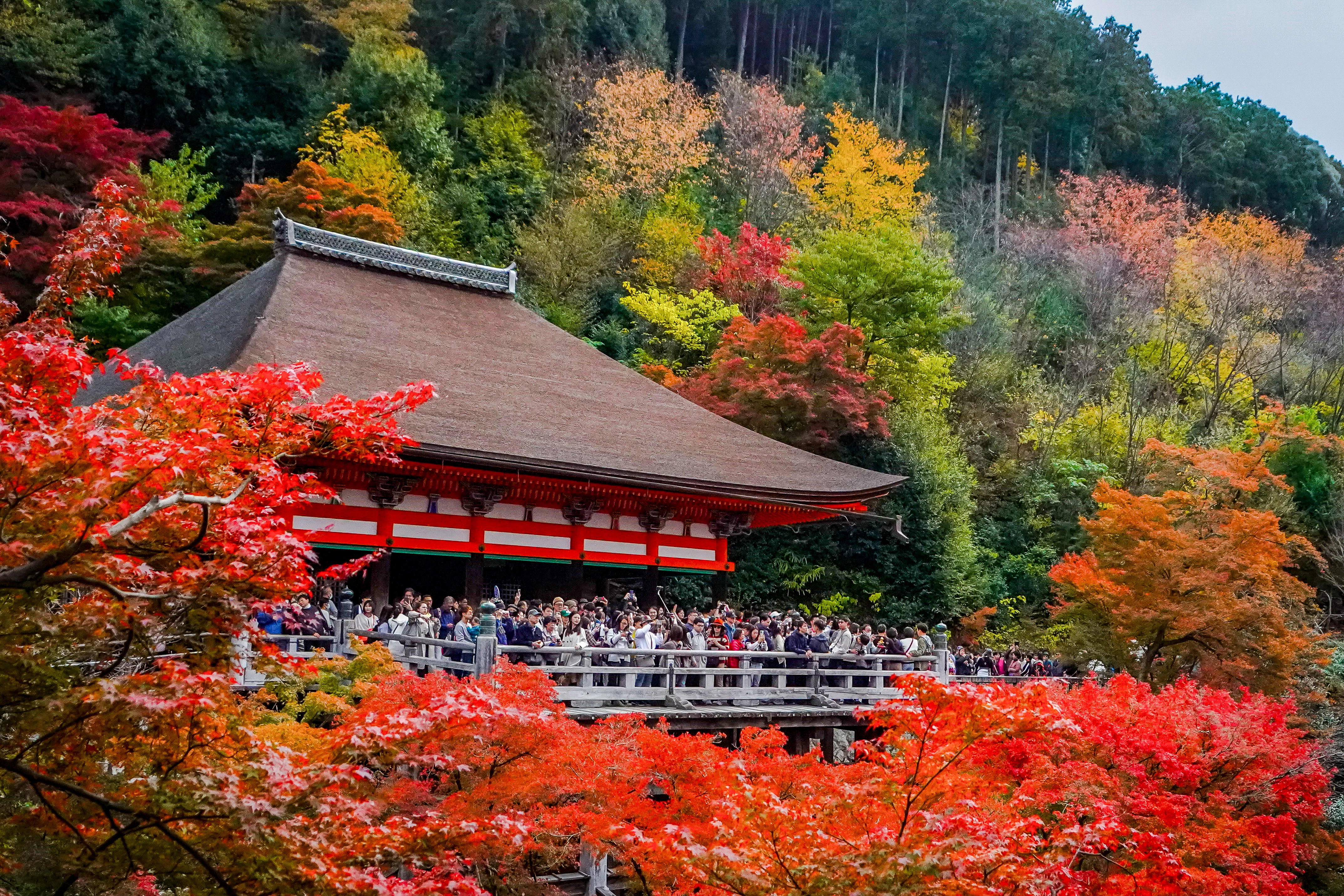 Despite a decline in temperatures, inbound travel to Japan remains unabated.