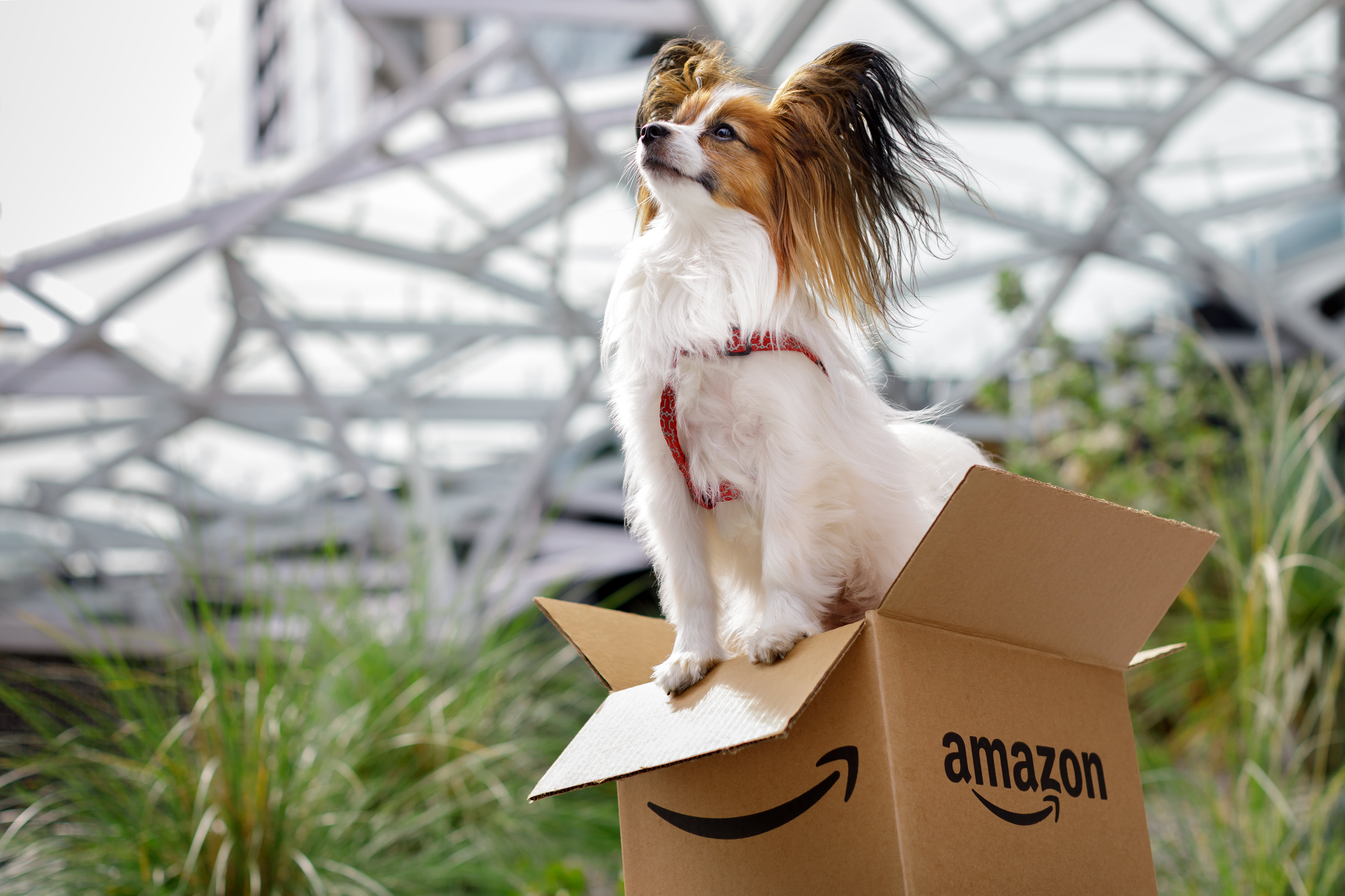 Amazon is considering offering veterinary telehealth as a way to compete with Walmart.