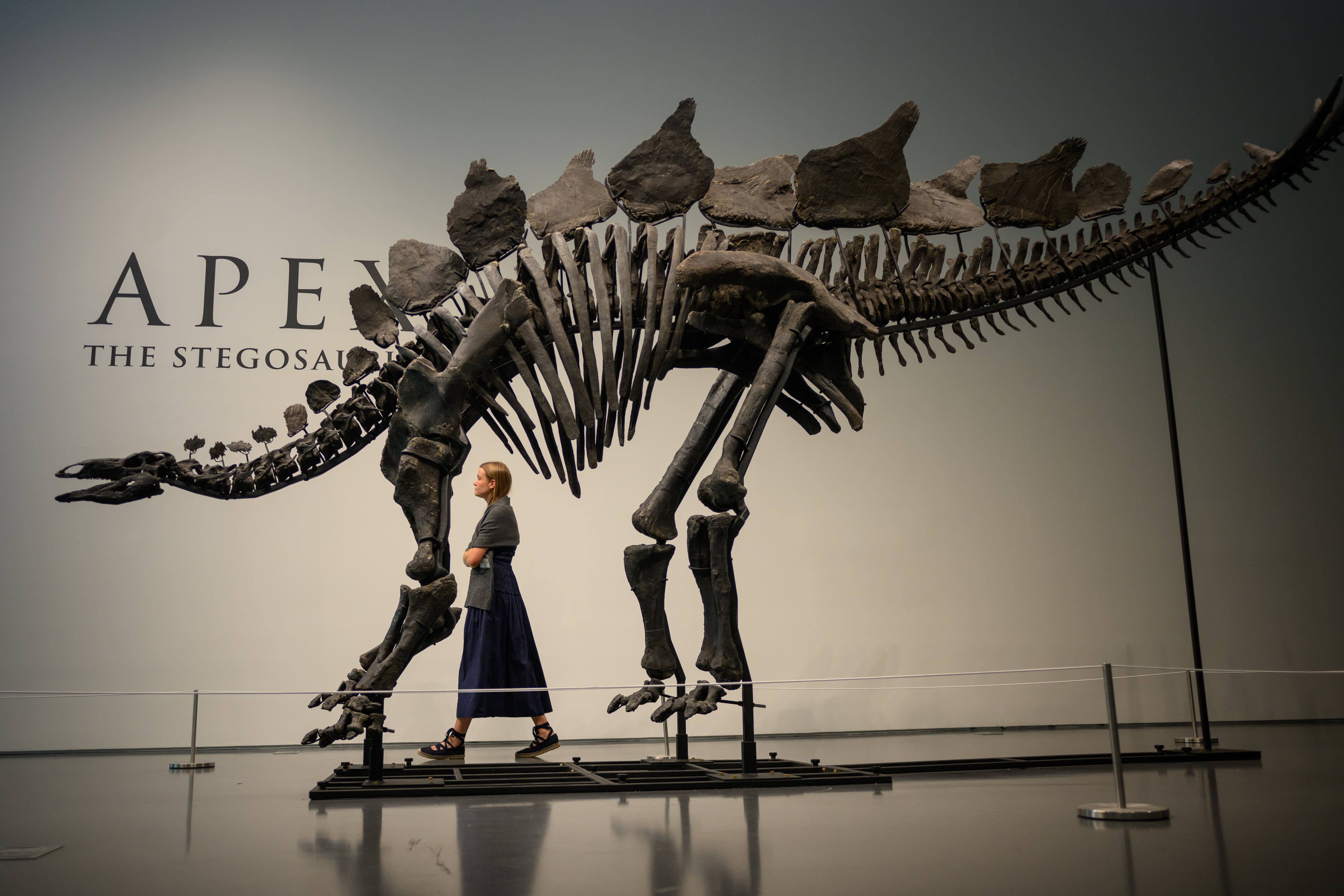 A record auction sale saw Ken Griffin of Citadel purchase a stegosaurus for $45 million.