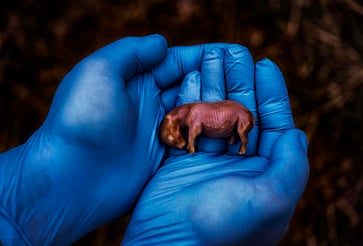 National Geographic's 'Pictures of the Year': A Collection of Stunning Photos