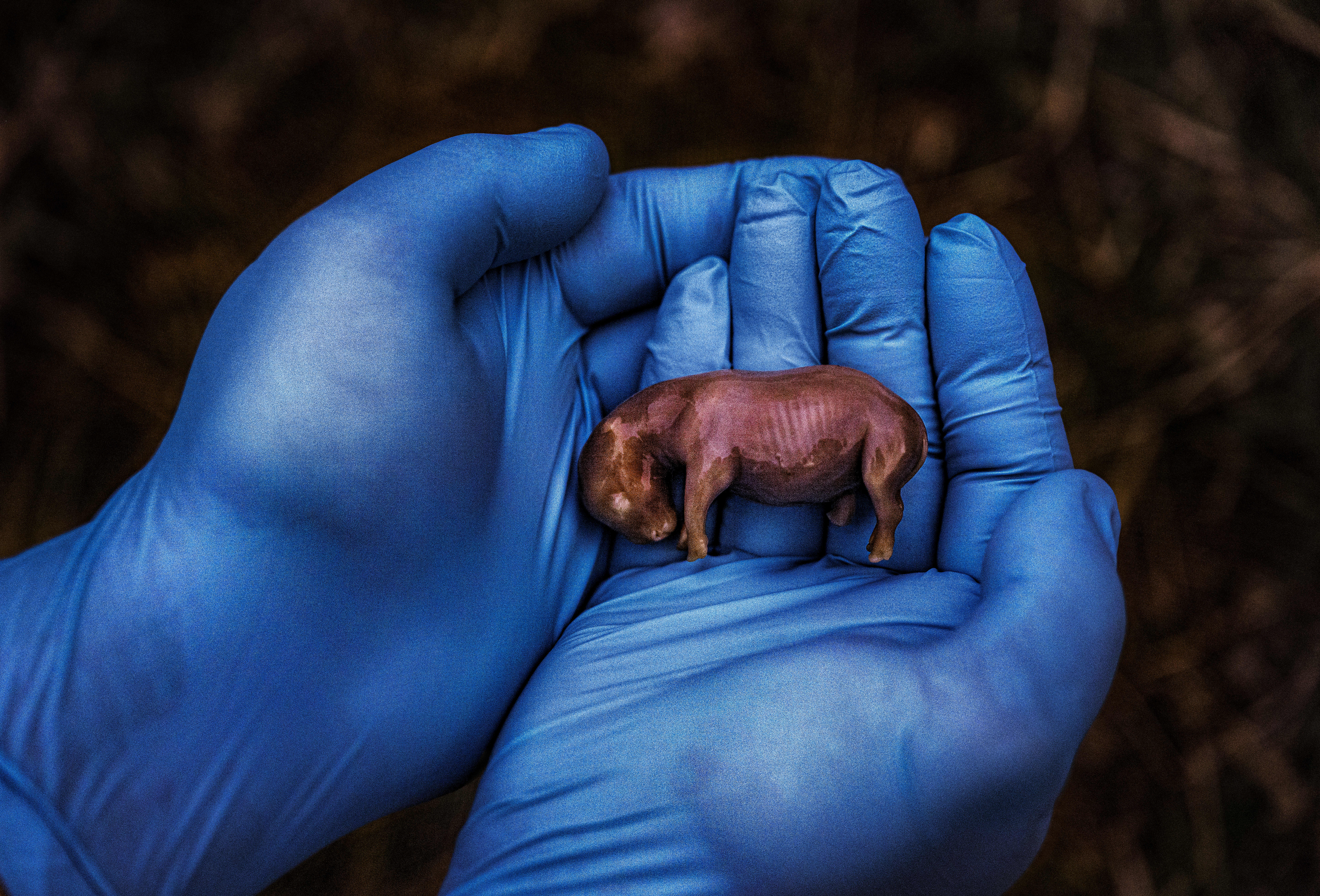 National Geographic's 'Pictures of the Year': A Collection of Stunning Photos