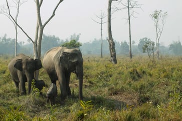 The Indian government introduces an application aimed at reducing the number of deaths resulting from encounters with wild elephants.