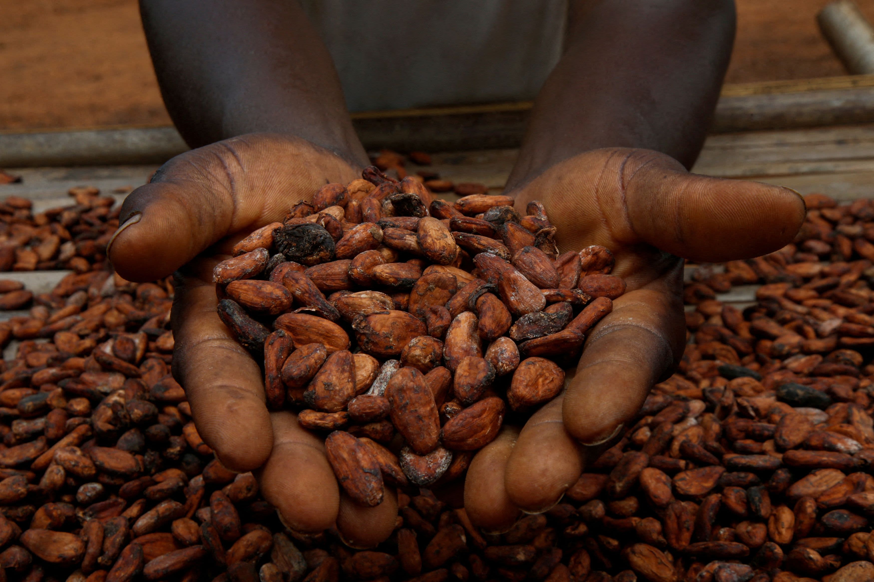 The price of cocoa drops by 19%, relinquishing some of its previous record-breaking increases.