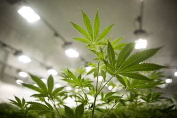 A federal legalization bill is being discussed by a House panel, causing cannabis stocks to gain popularity.
