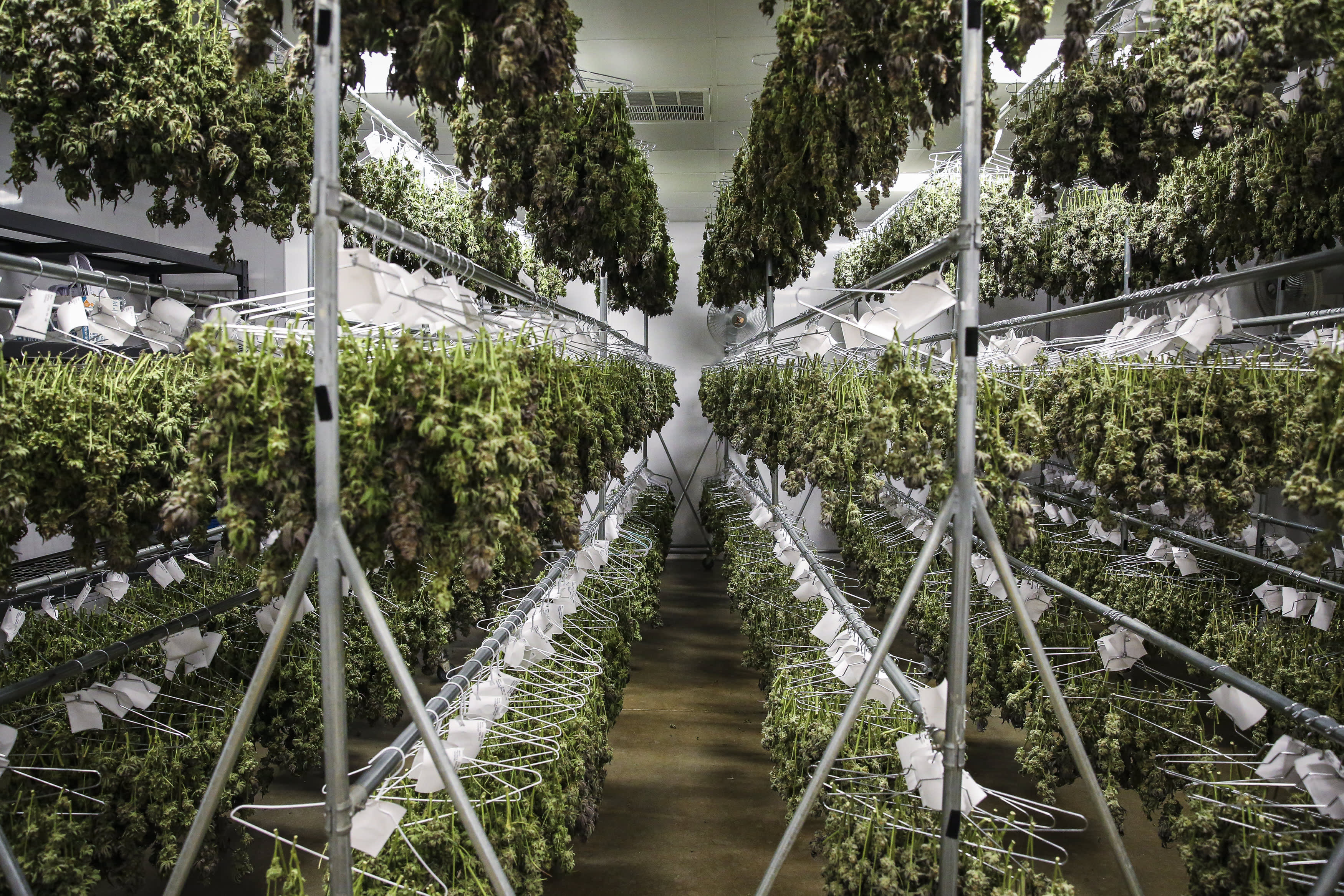 ETF manager predicts that cannabis stocks will provide higher growth at lower valuations in 2022, making them a top trend to watch.