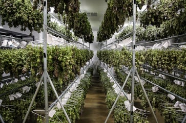 ETF manager predicts that cannabis stocks will provide higher growth at lower valuations in 2022, making them a top trend to watch.