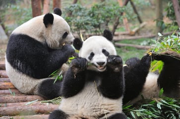 After two decades, China initiates a new round of 'panda diplomacy' by sending giant bears to the U.S.