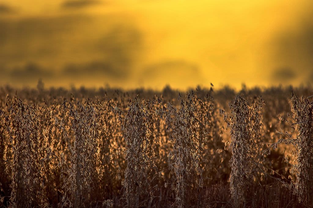 As Russia invades Ukraine, wheat and soybeans reach their highest levels in nearly a decade.