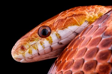 A man was apprehended at the China border for attempting to smuggle 104 live snakes concealed in his pants.