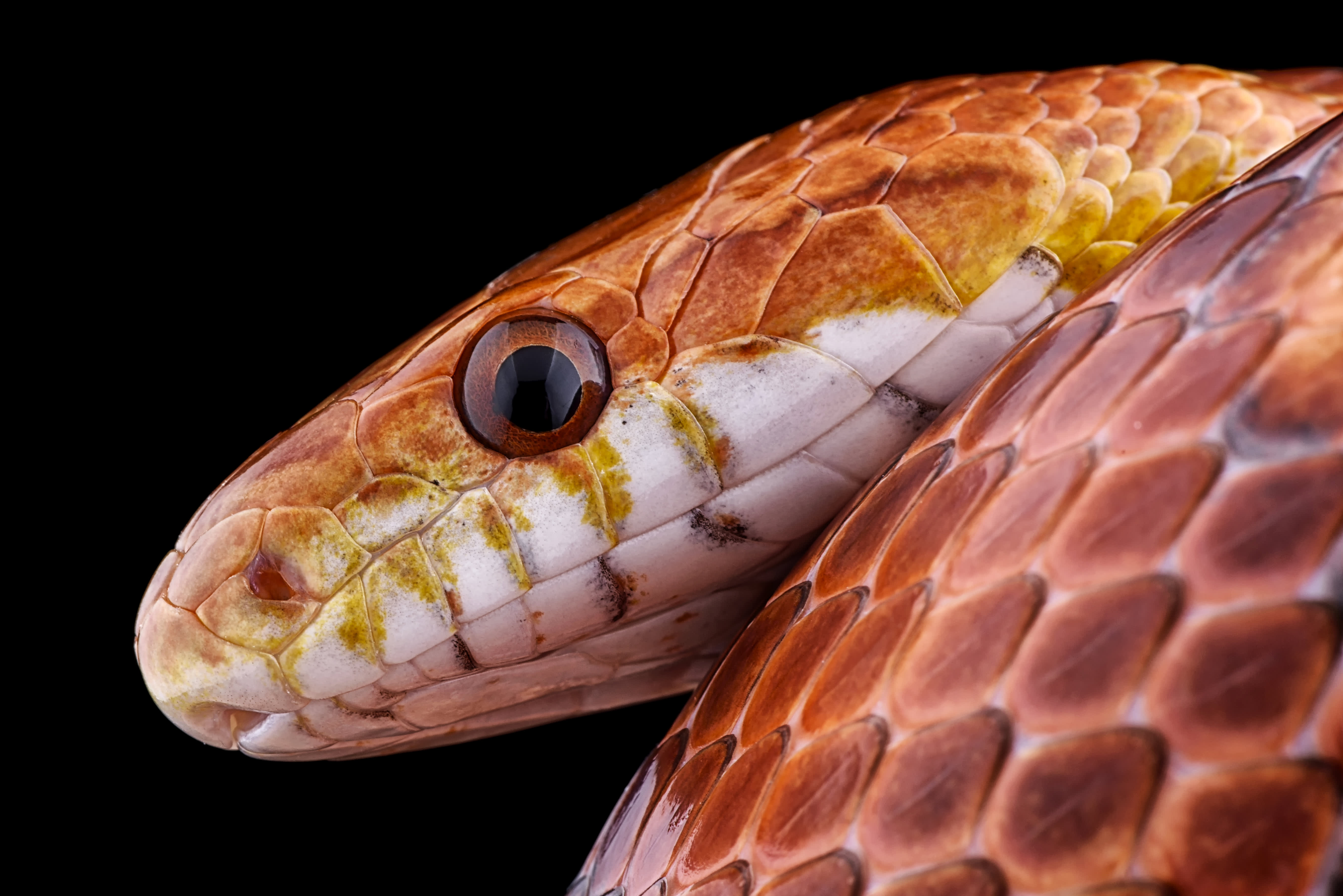 A man was apprehended at the China border for attempting to smuggle 104 live snakes concealed in his pants.